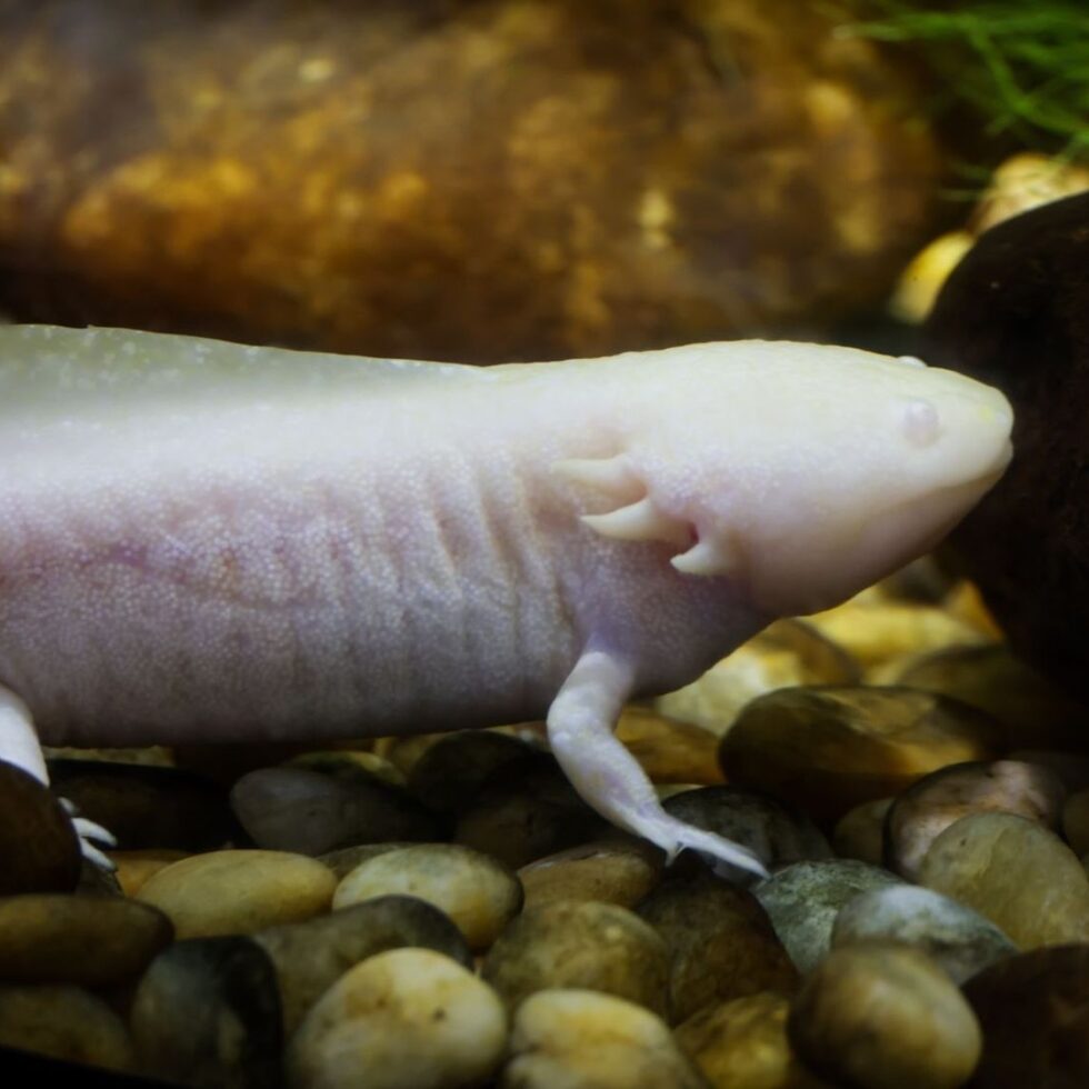 Salamandre aquatique très pâle sur des galets, dans un aquarium sombre