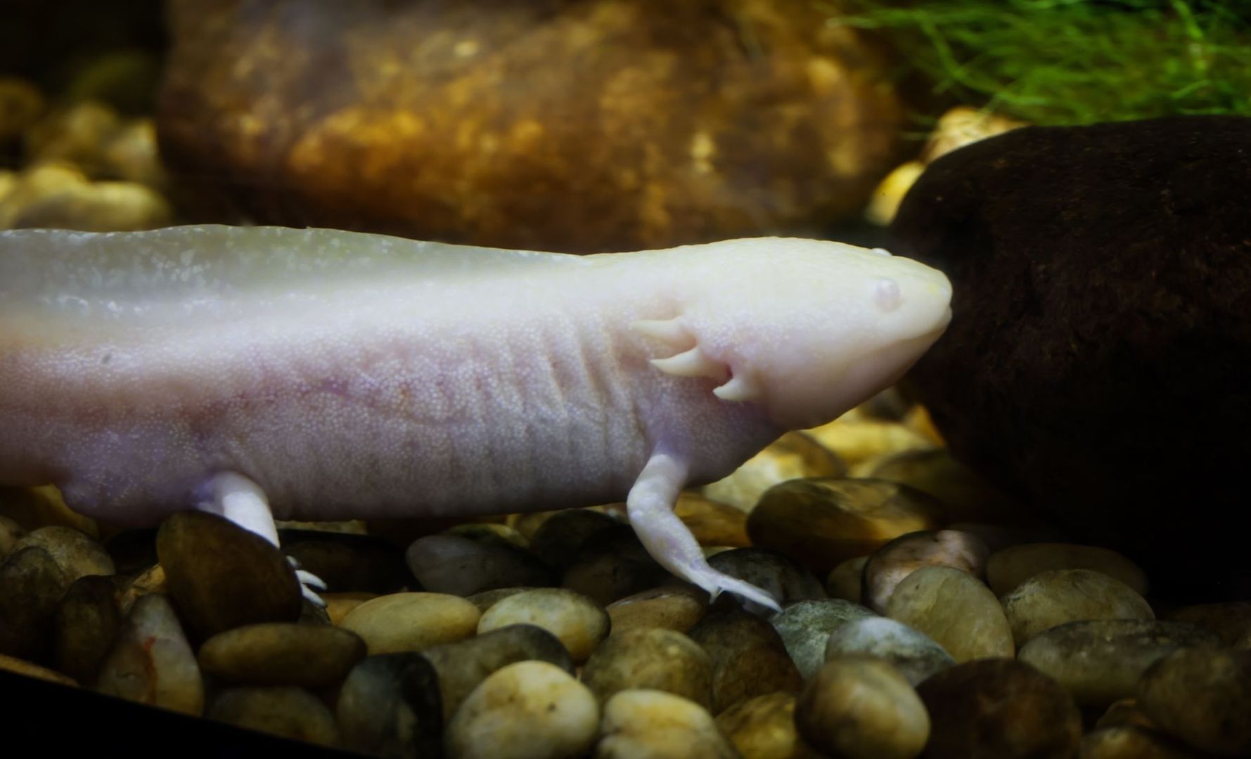 Salamandre aquatique très pâle sur des galets, dans un aquarium sombre